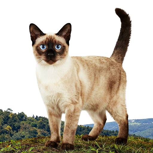 Birman Cat Portrait on Forest Hill