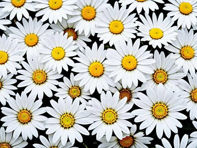 Vibrant Floral Wallpaper with White and Pink Flowers