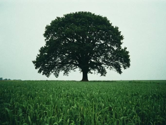 Nature Wallpaper: Tree in Open Field