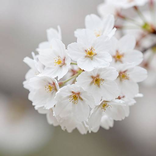 Close-up photograph of a cluster of white cherry blossoms with yellow centers, softly blurred background, bright natural light highlighting petals.