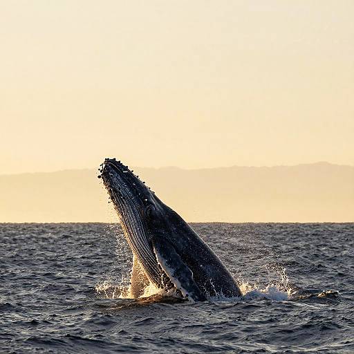 Majestic Humpback Whale at Sunrise
