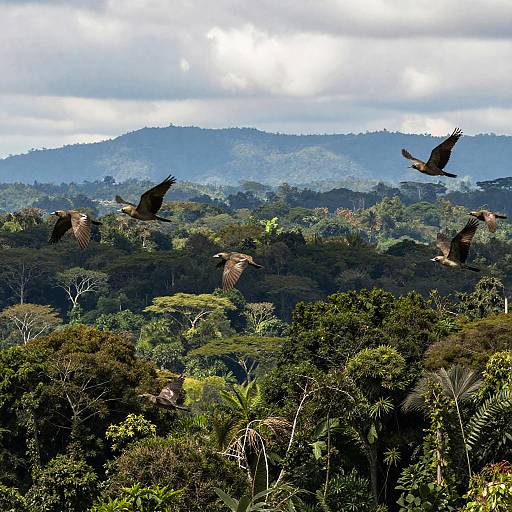 Amazon birds flying over rainforest