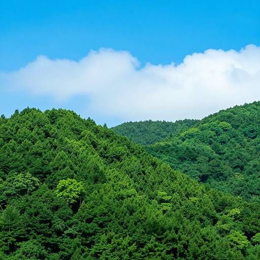 Photograph of a lush, green forested hillside under a bright blue sky with scattered white clouds. Dense, verdant foliage covers the hill,