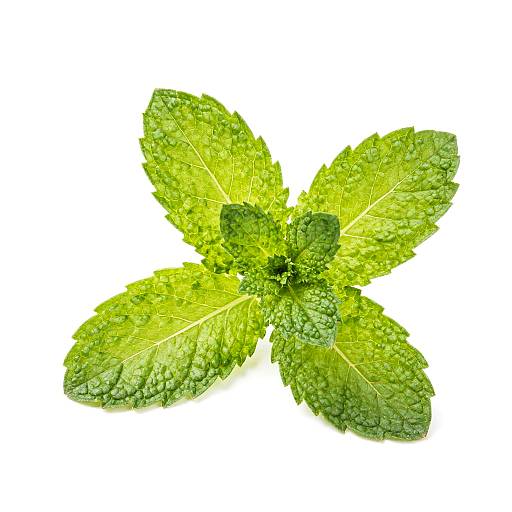Photograph of a fresh, green mint sprig with four leaves, covered in water droplets, arranged in a star shape on a white background.