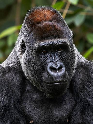 Detailed Close-Up Western Lowland Gorilla