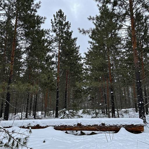 Winter Pine Forest Cinematic Scene