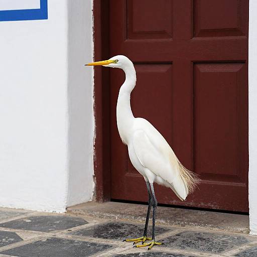 White Egret by Red Door