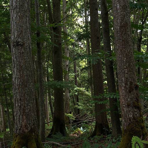 Photograph of a dense, sunlit forest with tall, thick-trunked trees, green ferns on the forest floor, and dappled