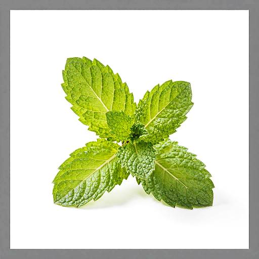 Vibrant Green Mint Leaves Photography