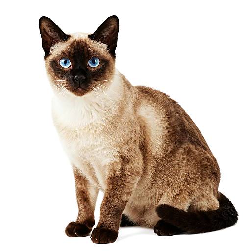 Siamese Cat Mountain Portrait PNG