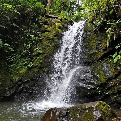 Photograph of a small, lush forest waterfall cascading over moss-covered rocks, surrounded by dense green foliage and ferns.