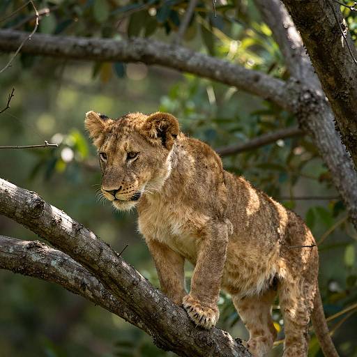 Young Lion Cub on Tree Branch