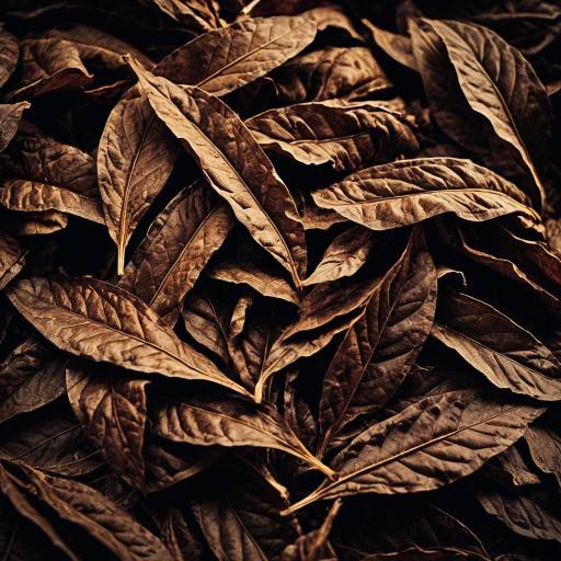Macro Photography of Fried Tobacco Leaves