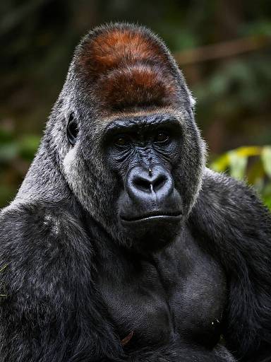 Detailed Silverback Mountain Gorilla Portrait