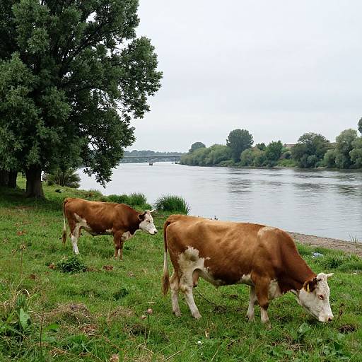 Photograph of two brown and white cows grazing on grassy riverbank, with a large tree on the left and a calm river in the background under