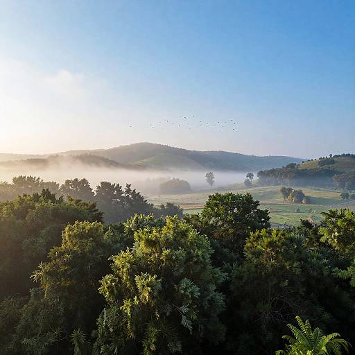 Photograph of a misty sunrise over a green, rolling hill landscape with trees, a flock of birds flying, and a clear blue sky.