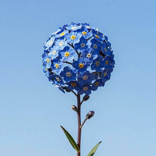 Blooming Forget-Me-Not Balloon Art