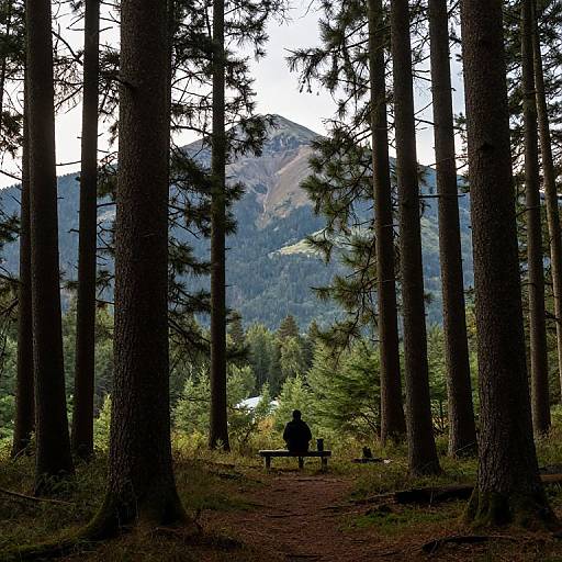 Serene Ancient Pines and Mountains