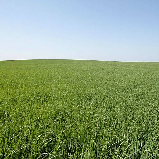 Serene Meadow Landscape Photo