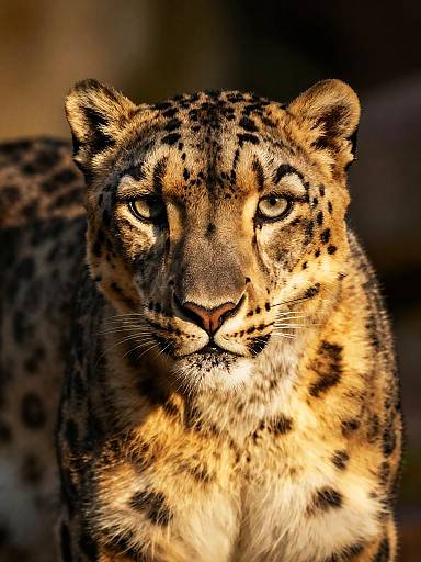 Close-up photograph of a snow leopard with intense yellow eyes, detailed fur, and dark spots, against a blurred brown and black background.