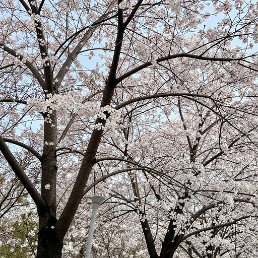 Mirrored Trees Reflecting Alternate Realities