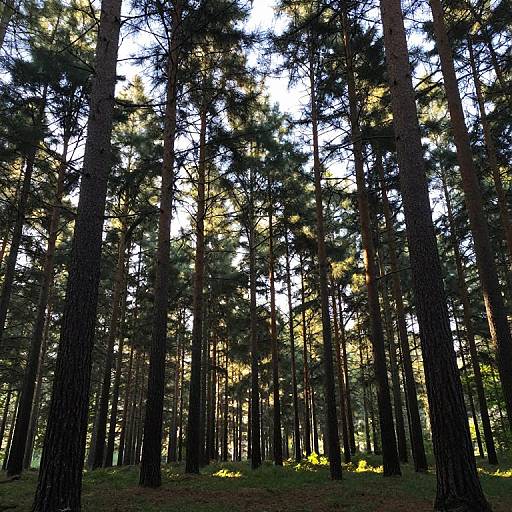Photograph of a dense forest with tall, dark pine trees, sunlight filtering through, casting shadows on the forest floor.