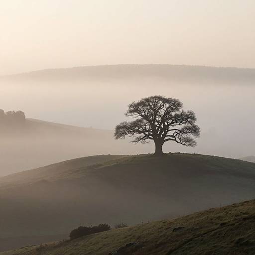 Photograph of a lone, leafless tree standing on a misty hilltop, with soft, gradient light and rolling hills in the background.