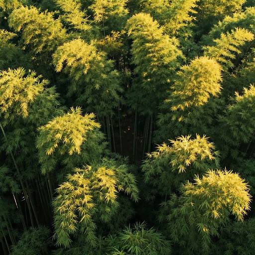 Photograph of dense bamboo forest with bright yellow-green leaves illuminated by sunlight, contrasting against darker green foliage in the background.
