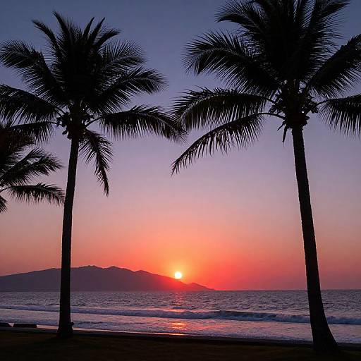 Sunset Palm Trees Panoramic View