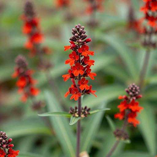 Vibrant Verbena Superbena Red Flower
