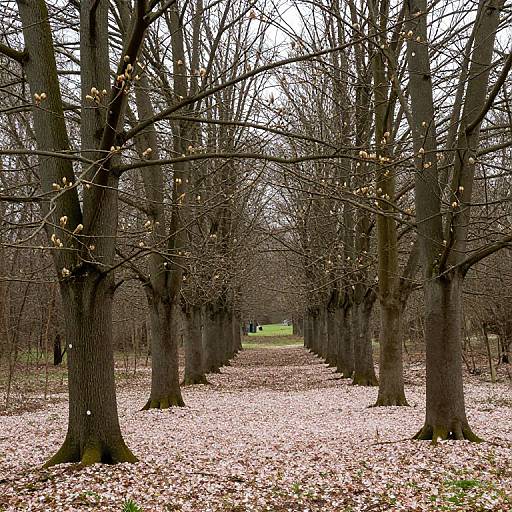 Photograph of a straight tree avenue with bare branches and light pink cherry blossoms covering the ground, leading to a distant green field.