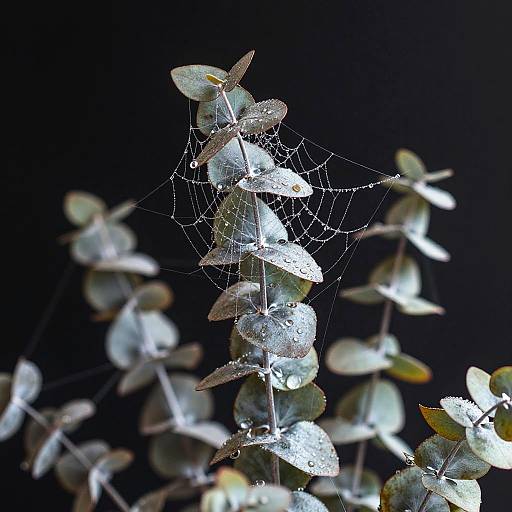 Silvery Eucalyptus Dew Macro Portrait