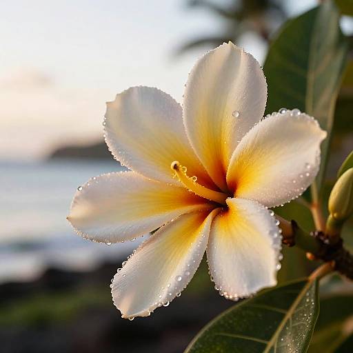 Photograph of a white plumeria flower with yellow center, dewdrops on petals, soft sunlight, and blurred green leaves in background.