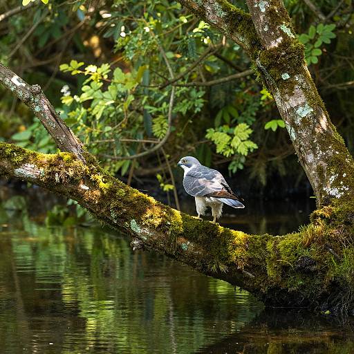 Platinum Peregrine Amidst Lush Foliage