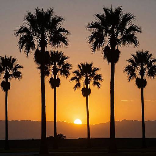 Sunset Serenity with Silhouetted Palms