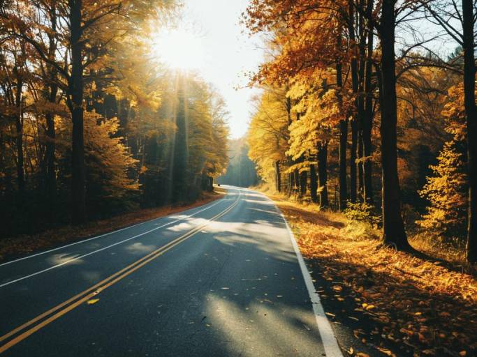 Autumn Roadway with Sunlit Trees