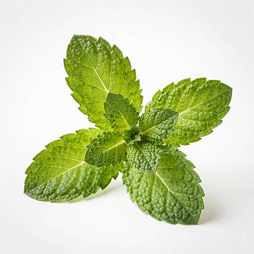 Fresh Vibrant Mint Leaves Cluster