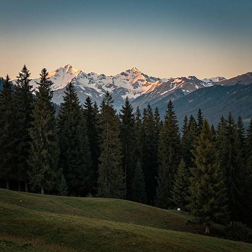 Scenic Pine Forest with Snowy Mountains