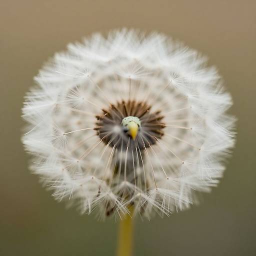 Close-up photograph of a glowing white dandelion seed head against a blurred beige background, highlighting its delicate, fluffy seeds and central dark brown center.
