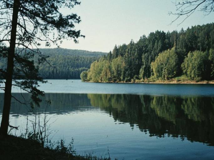 Serene Lake and Trees Wallpaper