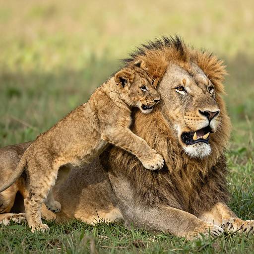 Photograph of a lioness cub playfully climbing on a relaxed adult male lion's back in a sunlit grassy savanna.