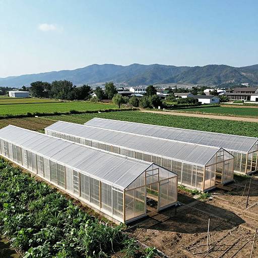 Drone View of Multiple Wooden Greenhouses