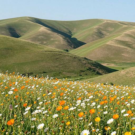Sunlit Rolling Hills with Wildflowers