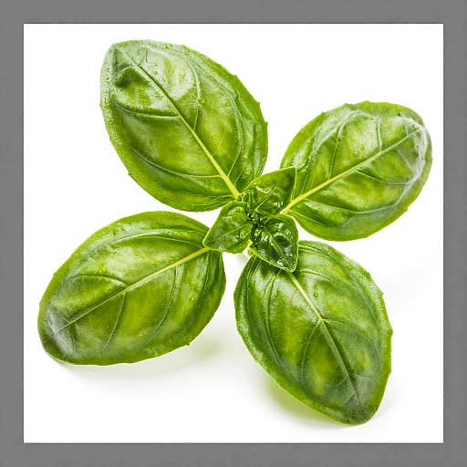 Close-Up of Vibrant Green Basil Leaves