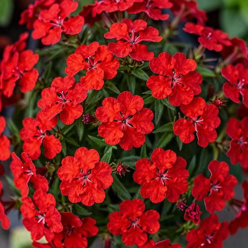 Fiery Red Superbena Verbena Blossoms