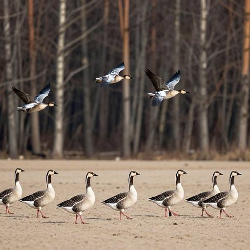 Photograph of six geese with black necks and white bodies standing on sandy ground, with four flying geese in background, against a forest of
