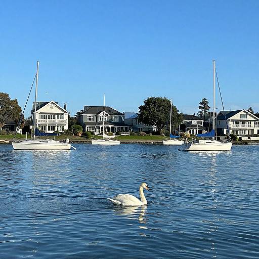 Photograph of serene lake with a white swan in foreground, four moored sailboats, and elegant waterfront houses under clear blue sky.