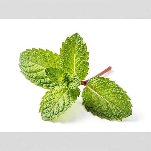 Fresh Green Mint Leaves Photograph