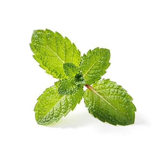 Fresh Green Mint Sprig
