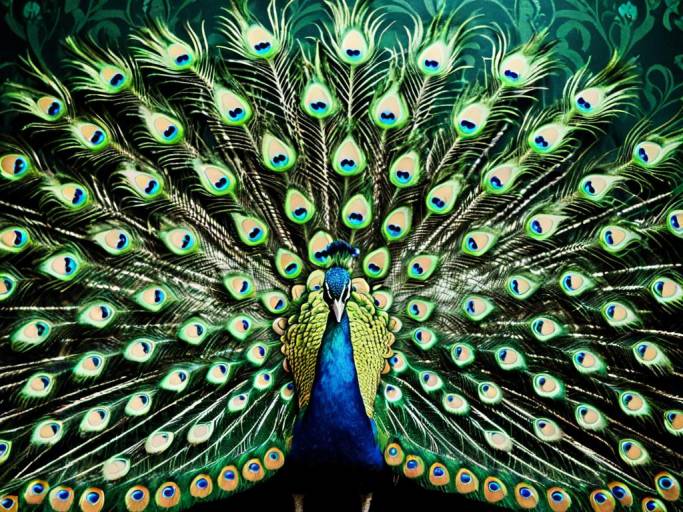 Vibrant Peacock Feather Wallpaper Design